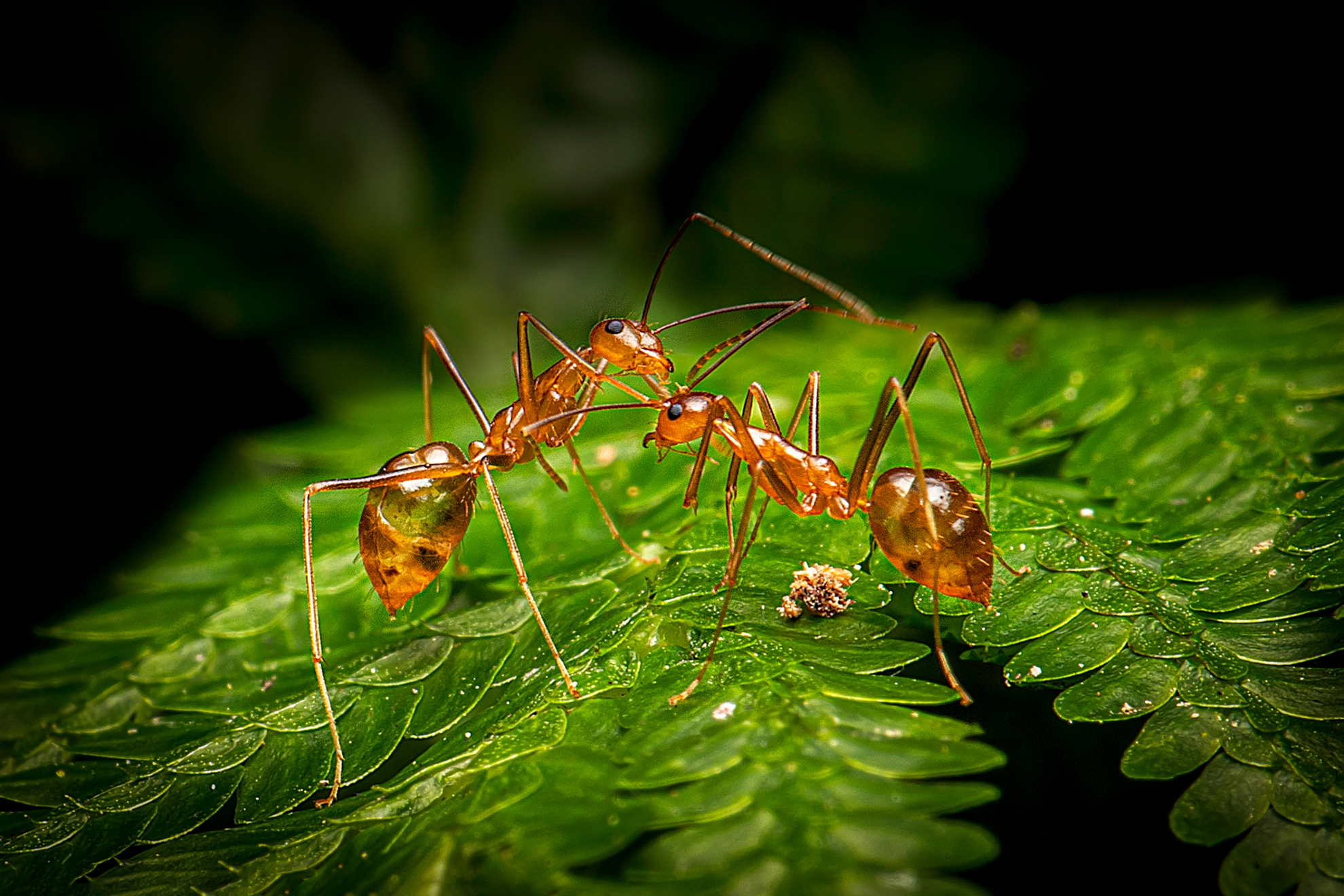 4月-佳作-洪子芸-長腳捷蟻