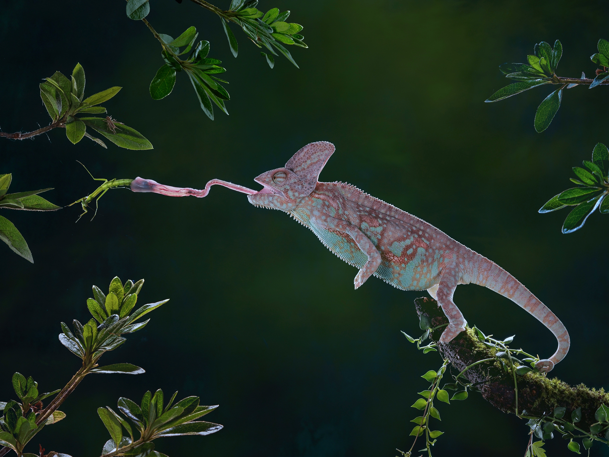 4月-佳作-黃清圳-尋食