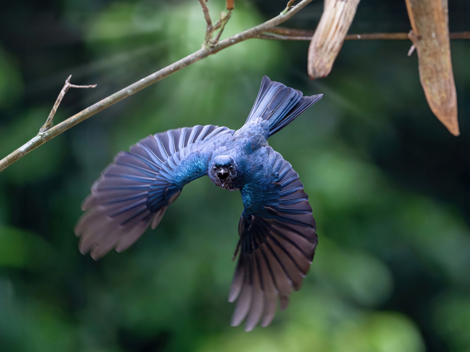 4月-入選-吳(糸秀)華-迴旋起舞.小捲