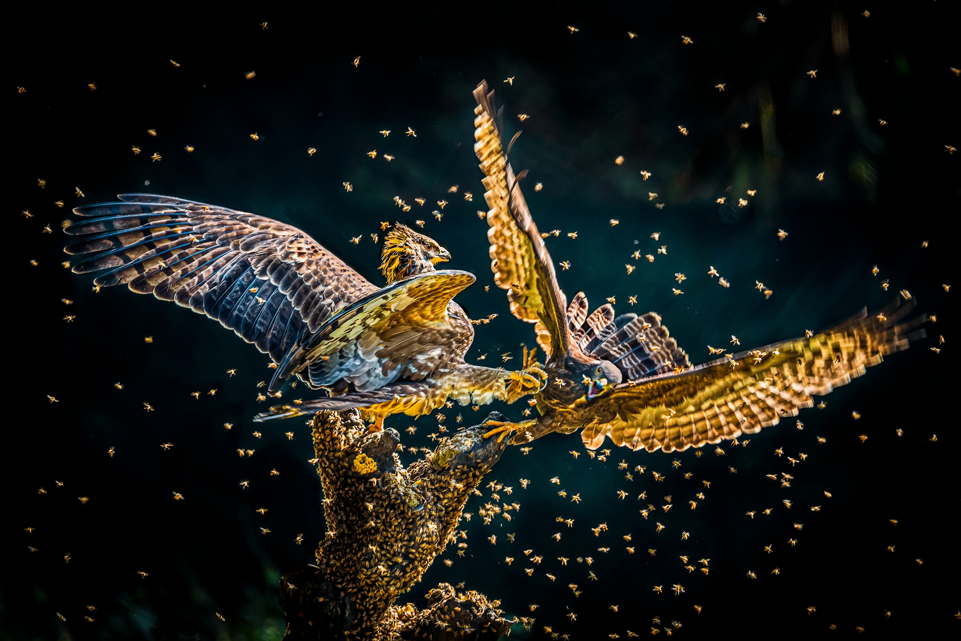4月-入選-洪子芸-誰與爭鋒