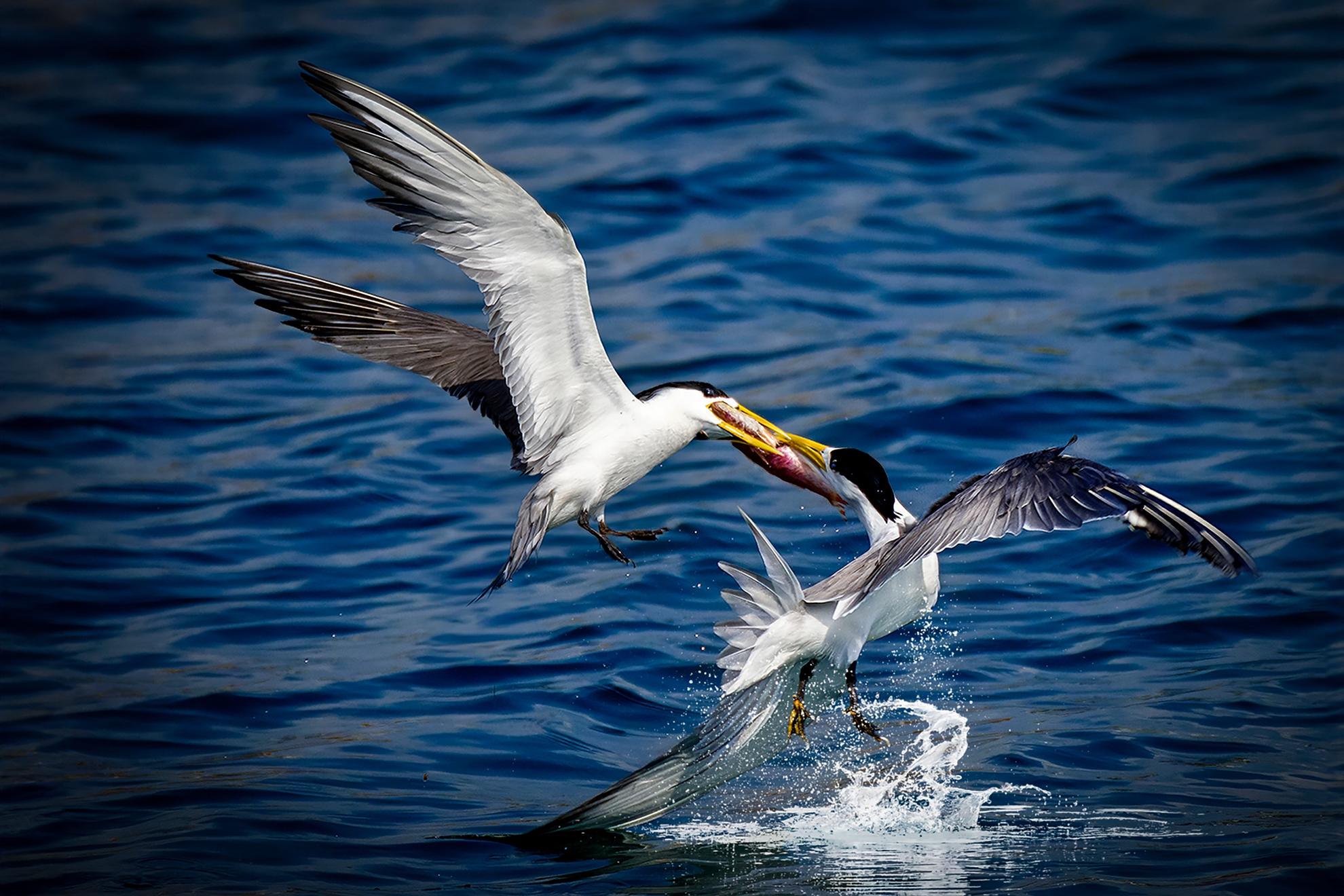 5月-佳作-戴志英-爭食