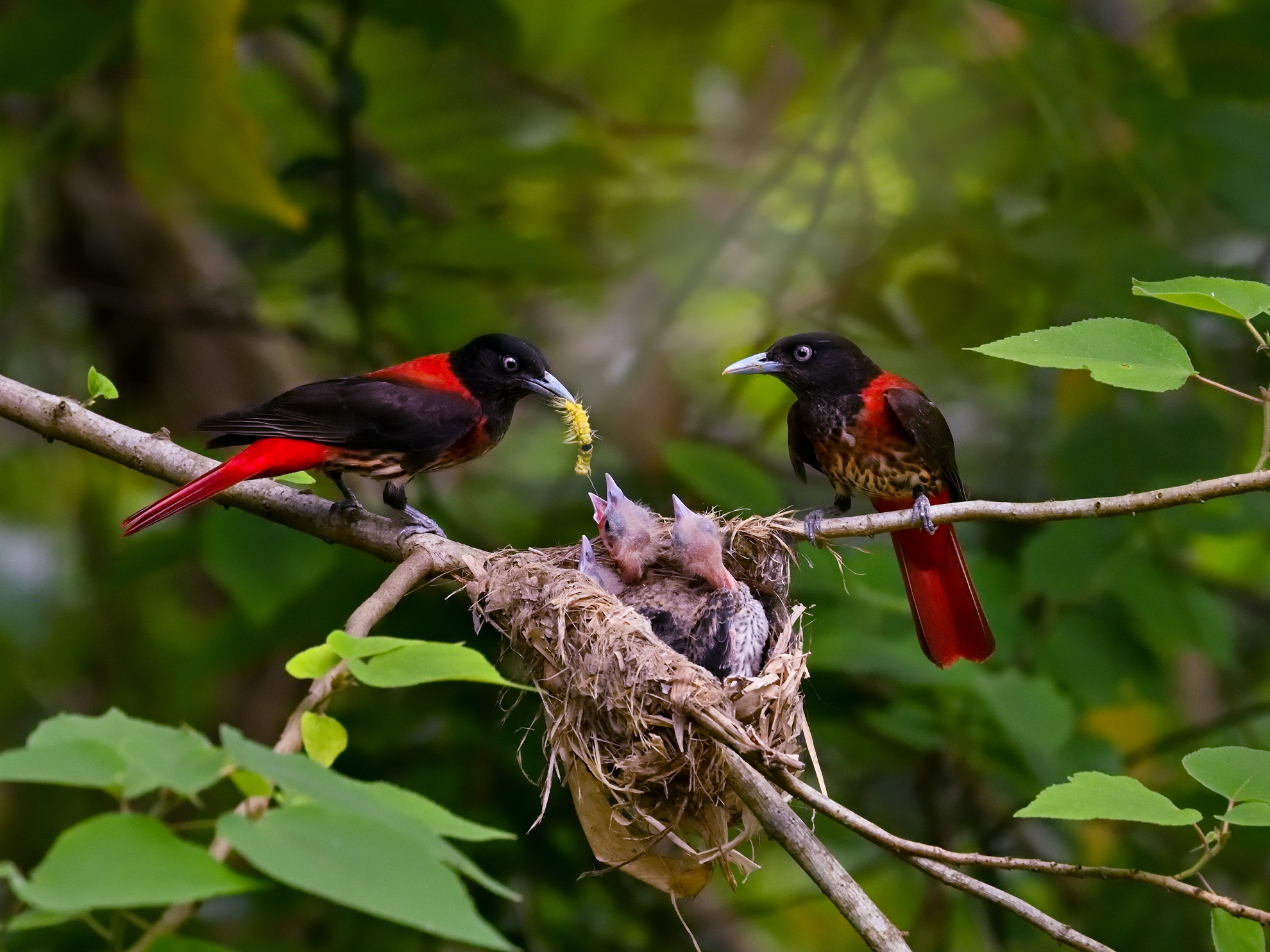 5月-入選-吳(糸秀)華-朱鸝育雛
