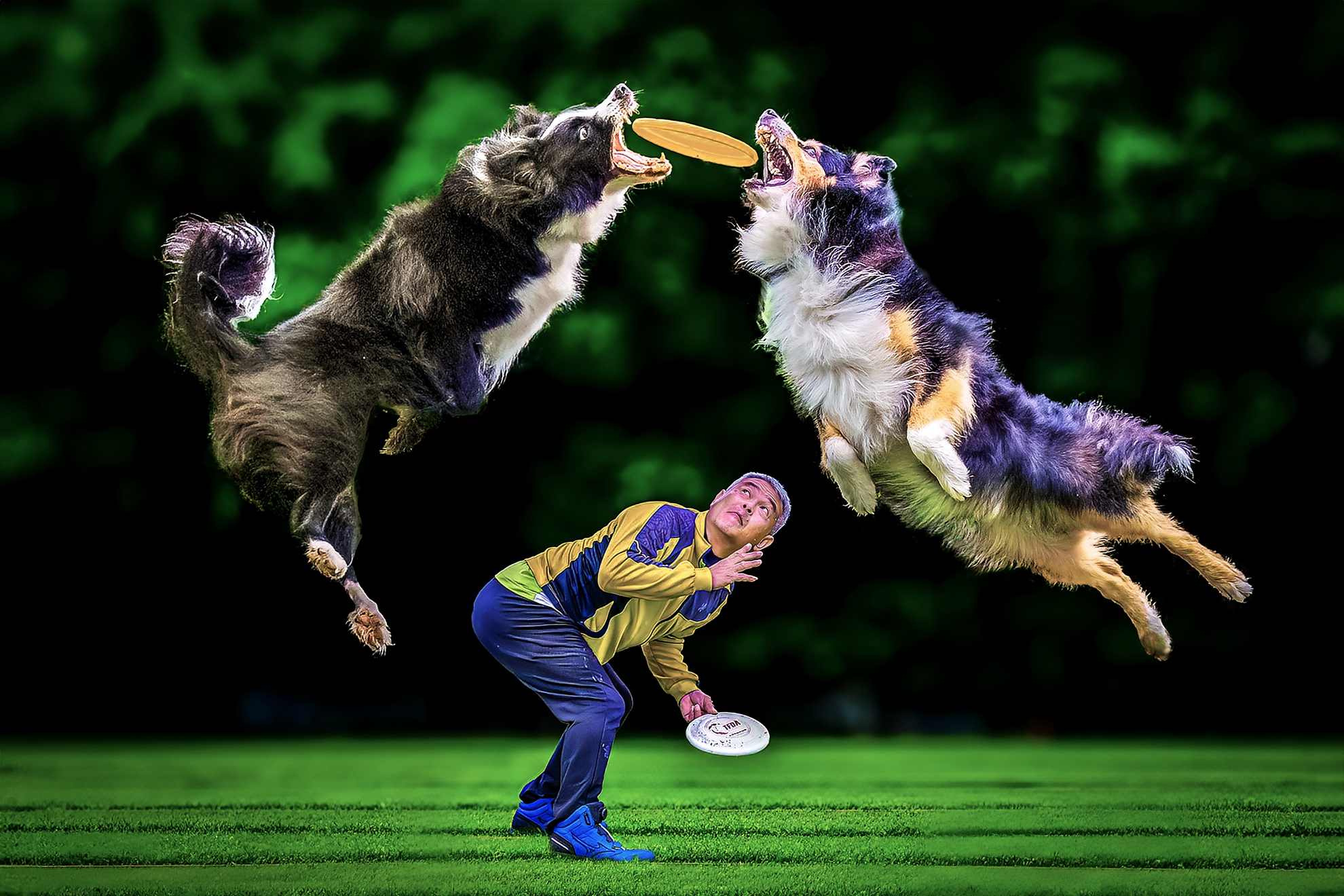 5月-入選-戴志英-飛盤狗