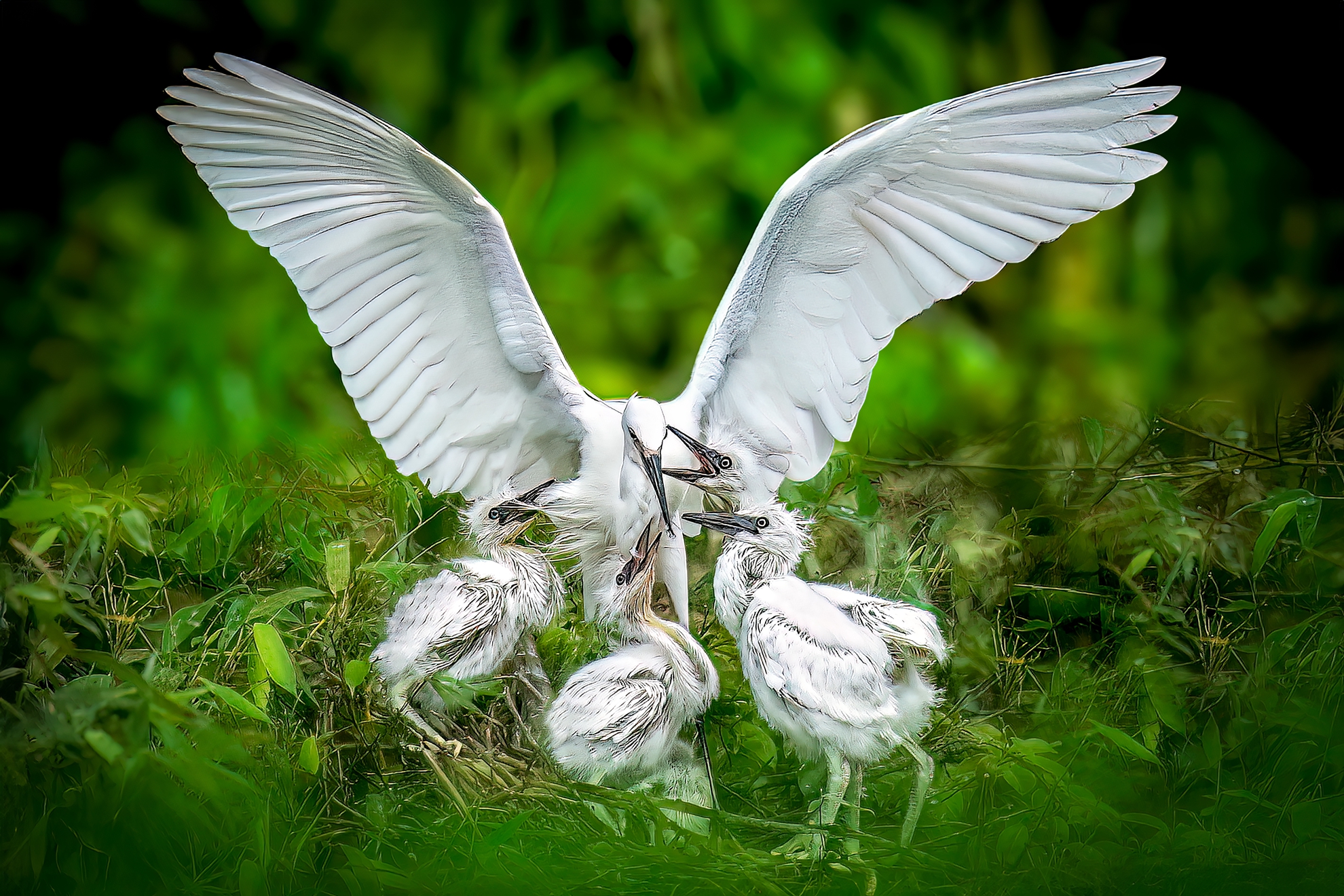 5月-入選-戴志英-餵食