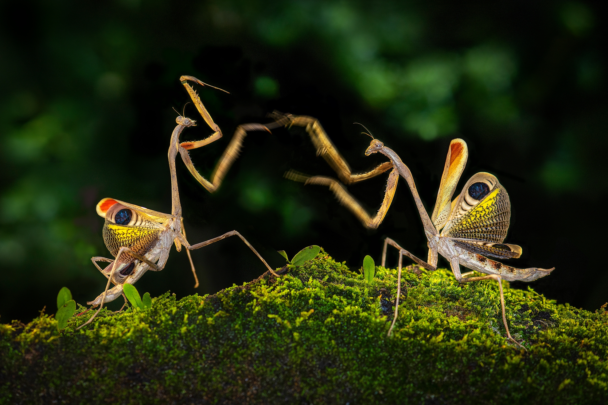 5月-入選-洪子芸-鐵甲武士