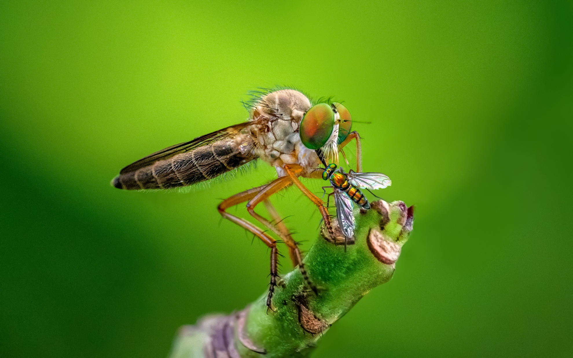 7月-(春)-入選-洪子芸-獵食