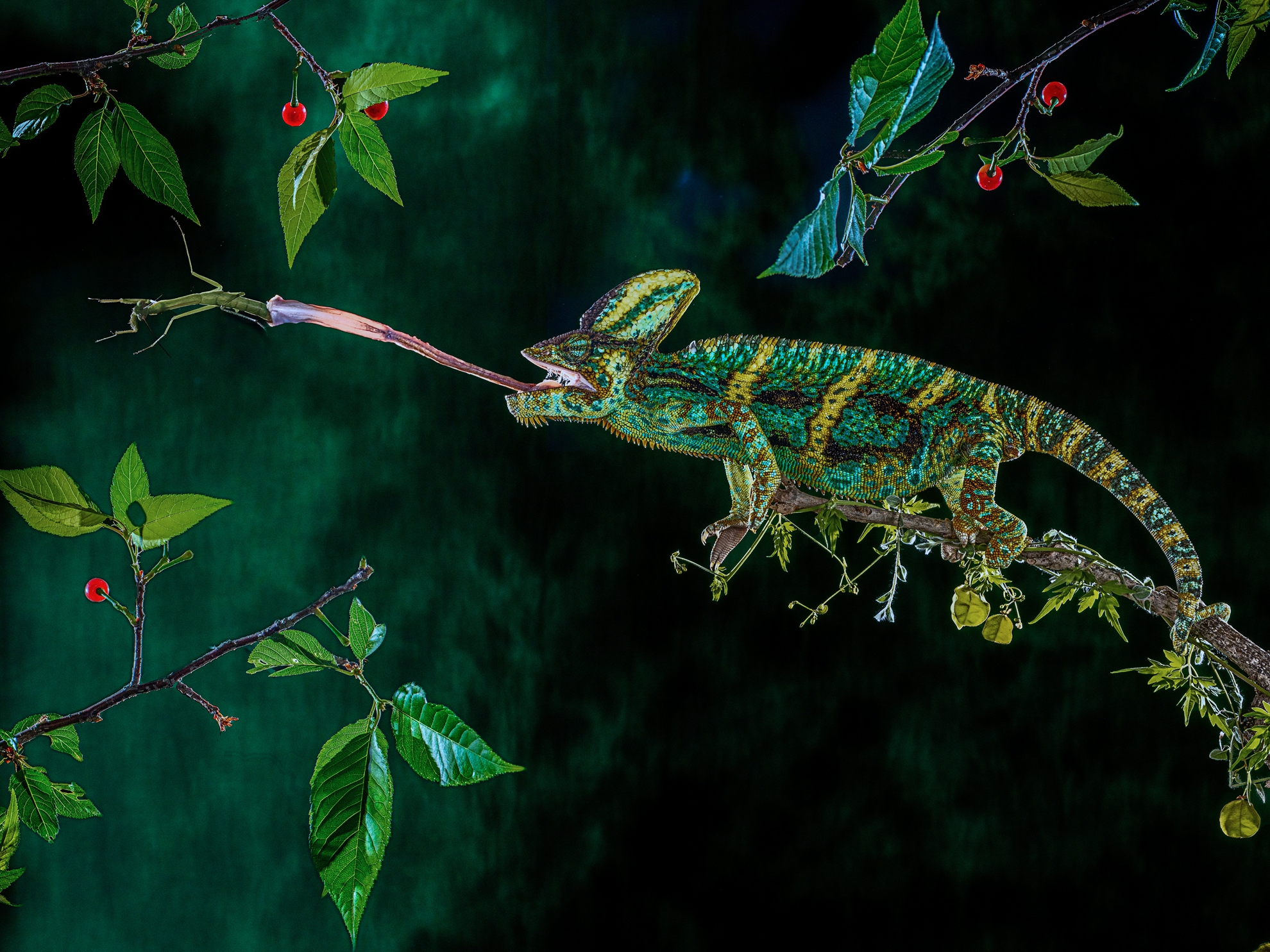 8月-佳作-黃清圳-弱肉強食