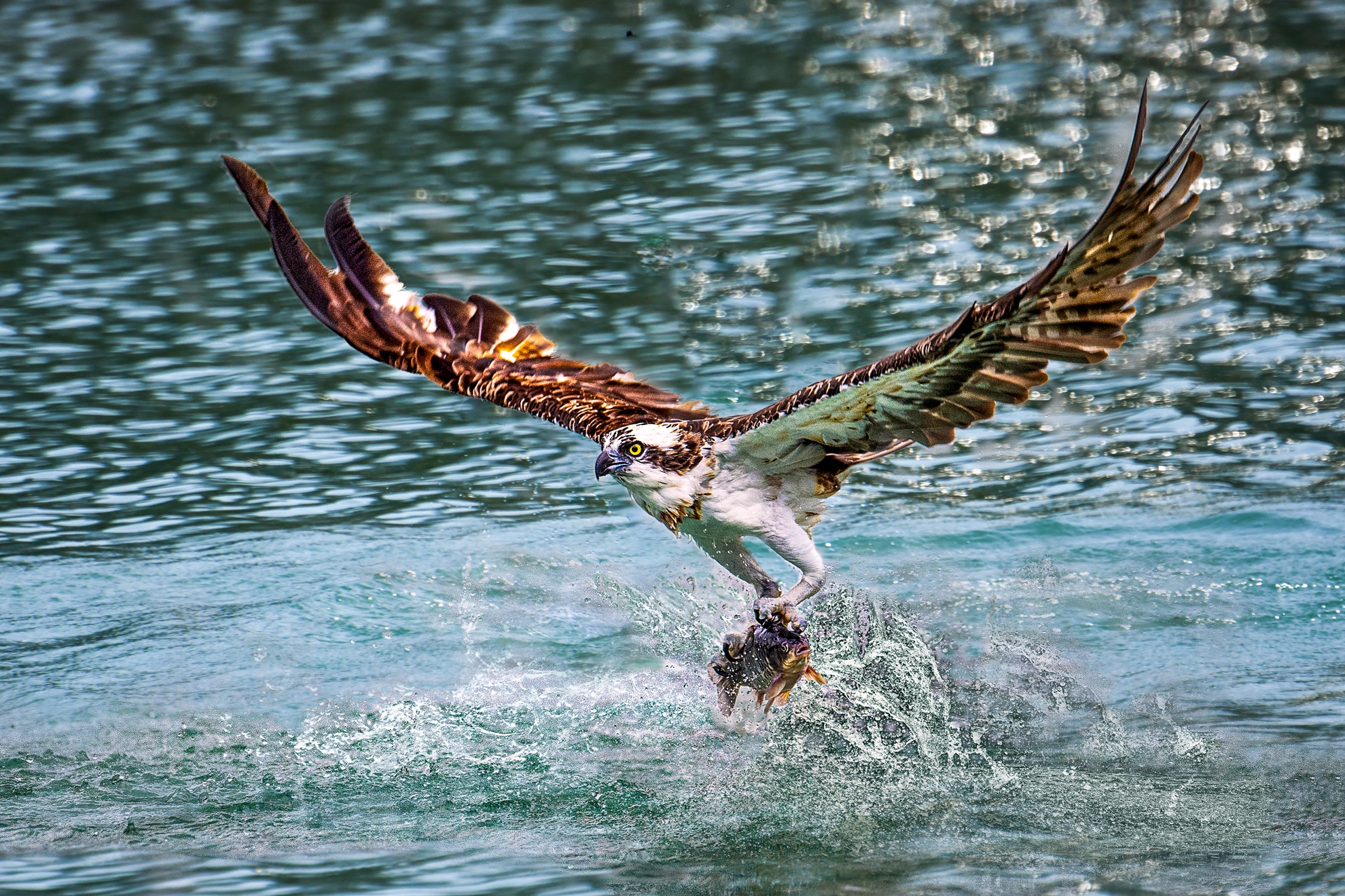 9月-佳作-洪子芸-雄姿英發