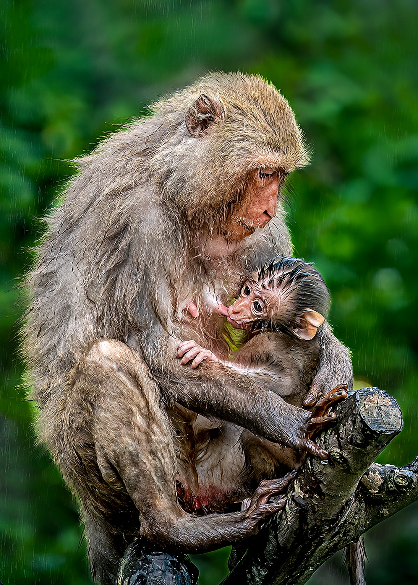 9月-入選-戴志英-母愛
