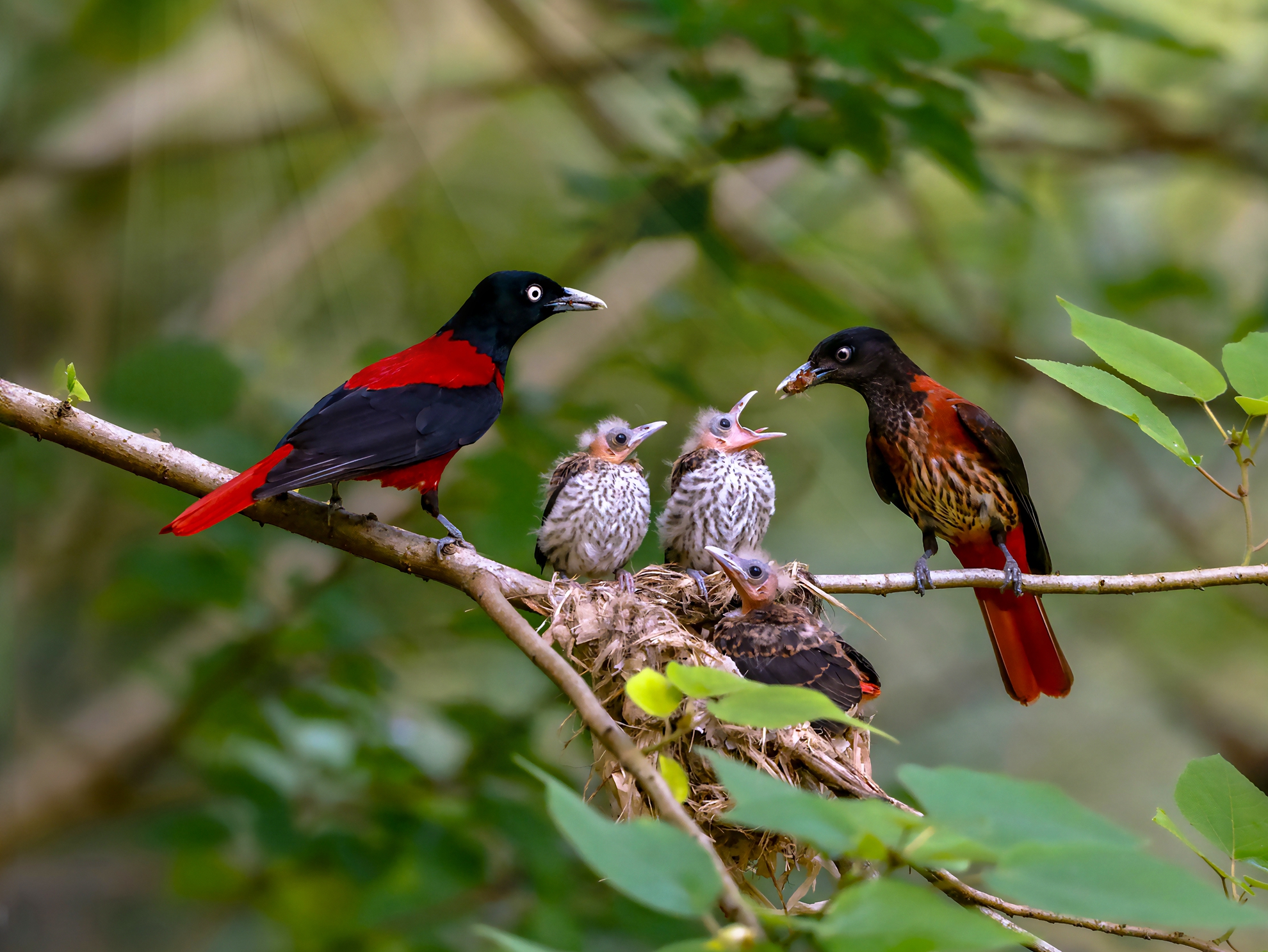10月-入選-吳(糸秀)華-朱鸝育雛