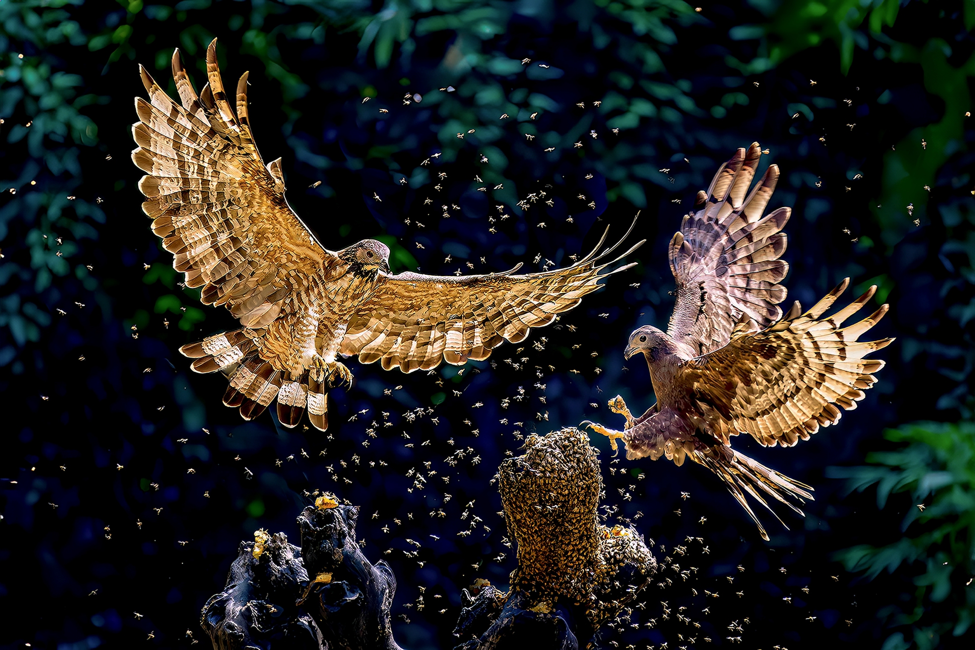 10月-入選-戴志英-蜂鷹