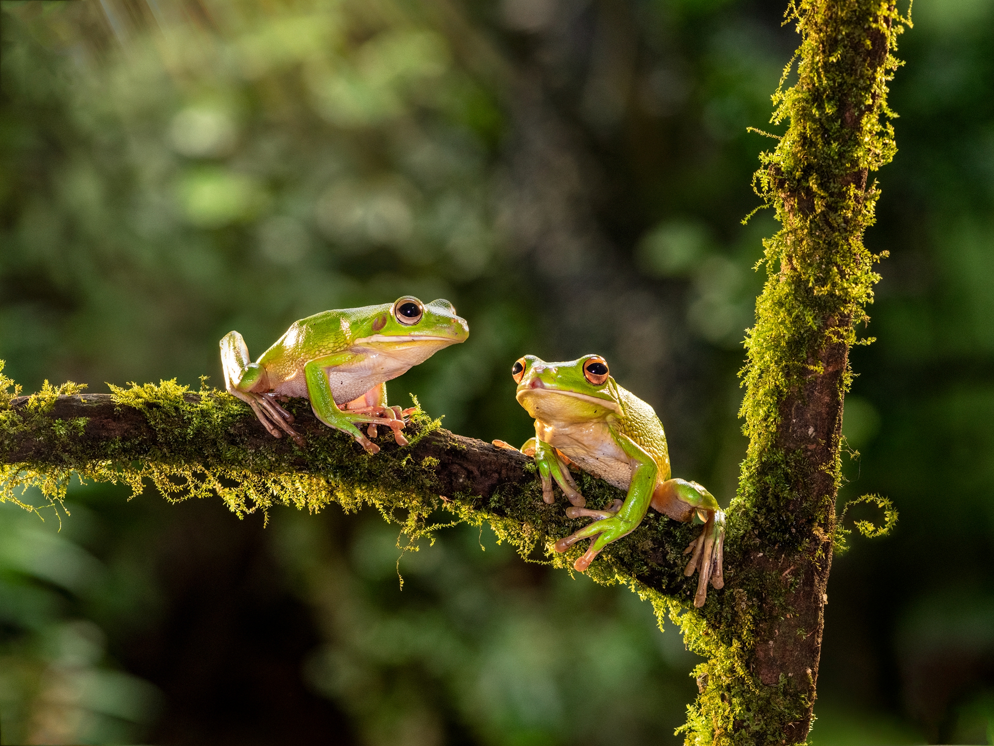 11月-入選-吳(糸秀)華-巨雨濱蛙