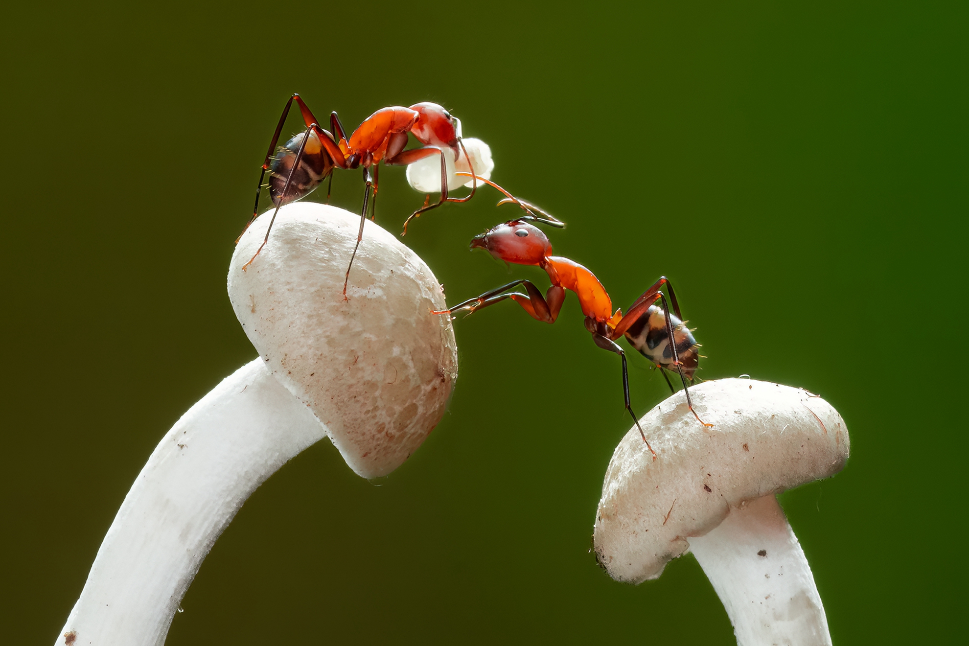 113年春季-銀手獎-戴志英-雙親護卵