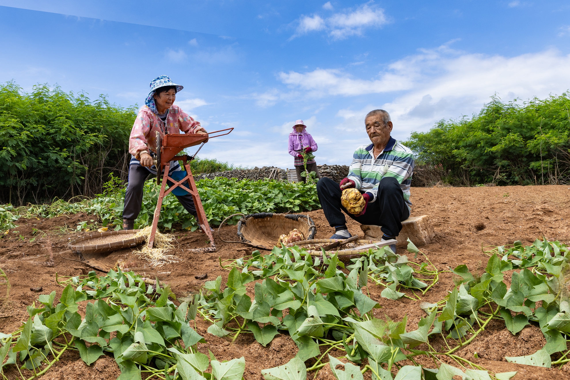 12月-(秋)-入選-陳安儀-烈日農忙