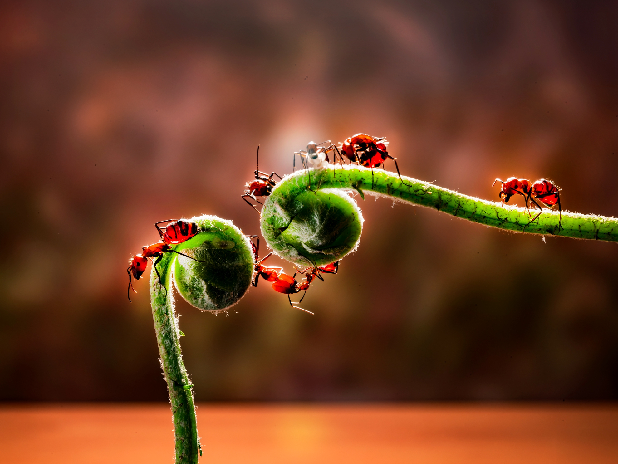 12月-佳作-吳(糸秀)華-螞蟻抱蛋