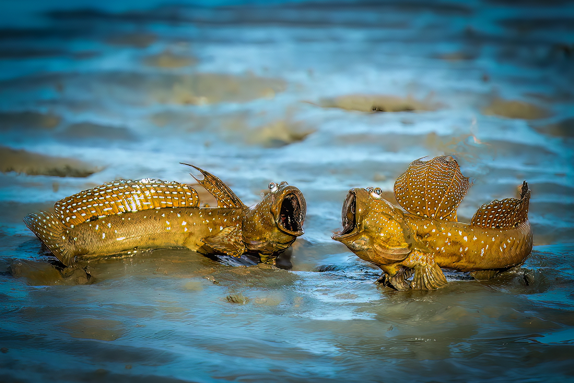 12月-入選-戴志英-合鳴