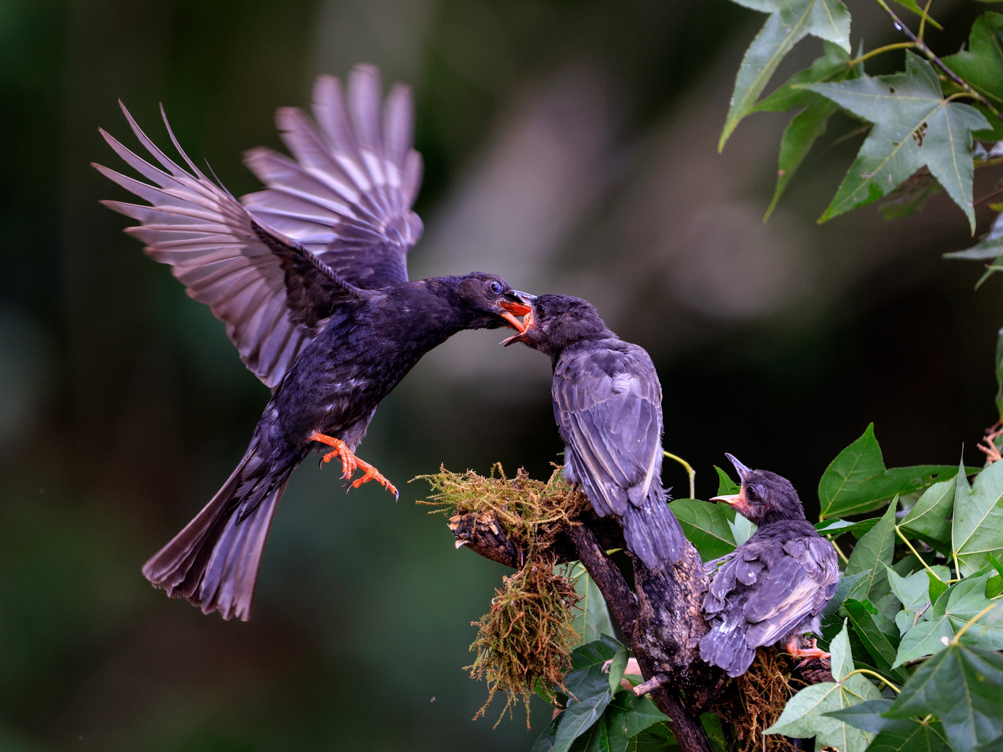4月-(秋)-佳作-陳安儀-餵愛語言
