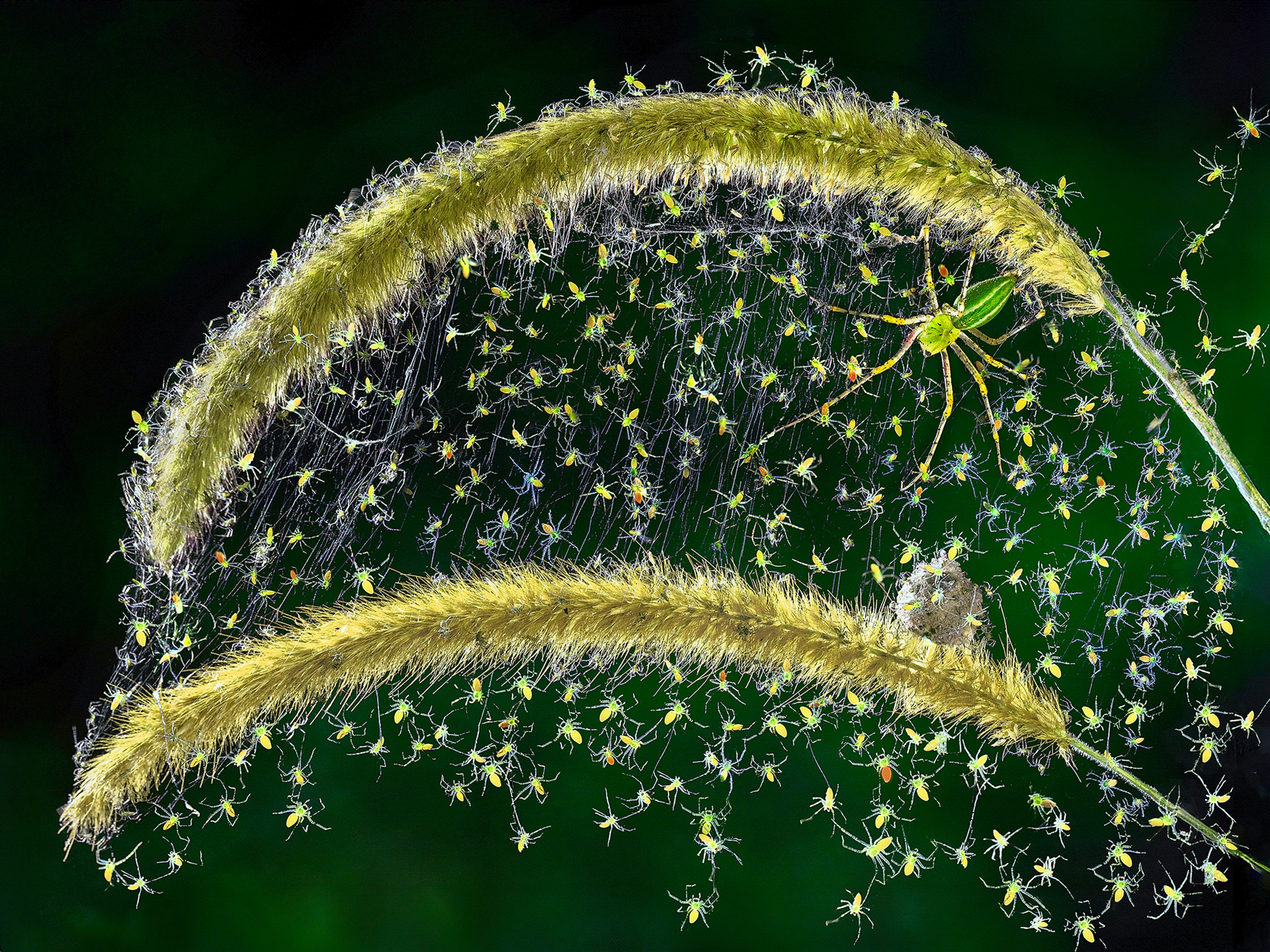 7月-(秋)-佳作-徐瑪莉-綠貓蛛6