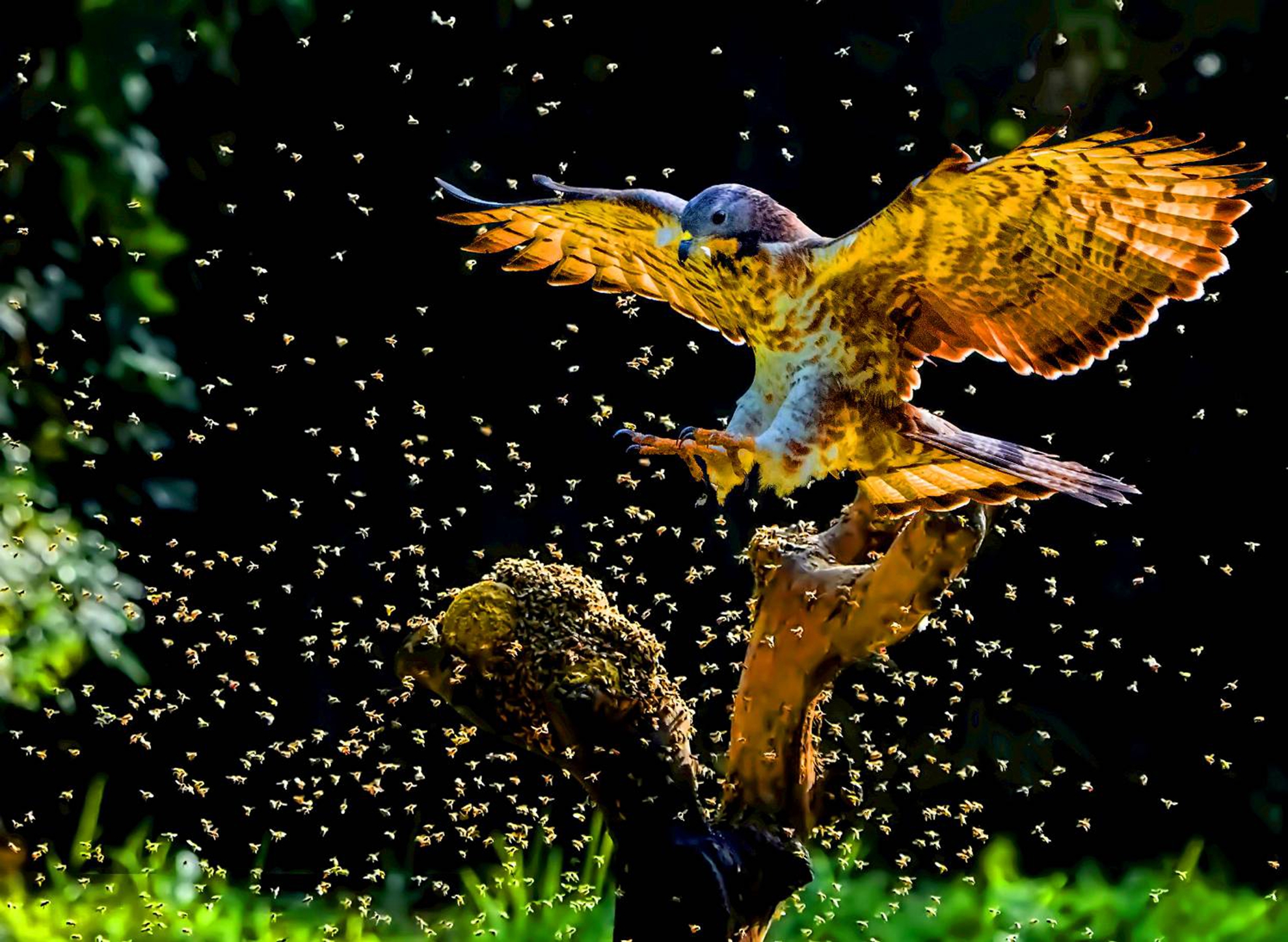 7月-(秋)-入選-張坤柏-蜂鷹蜜食