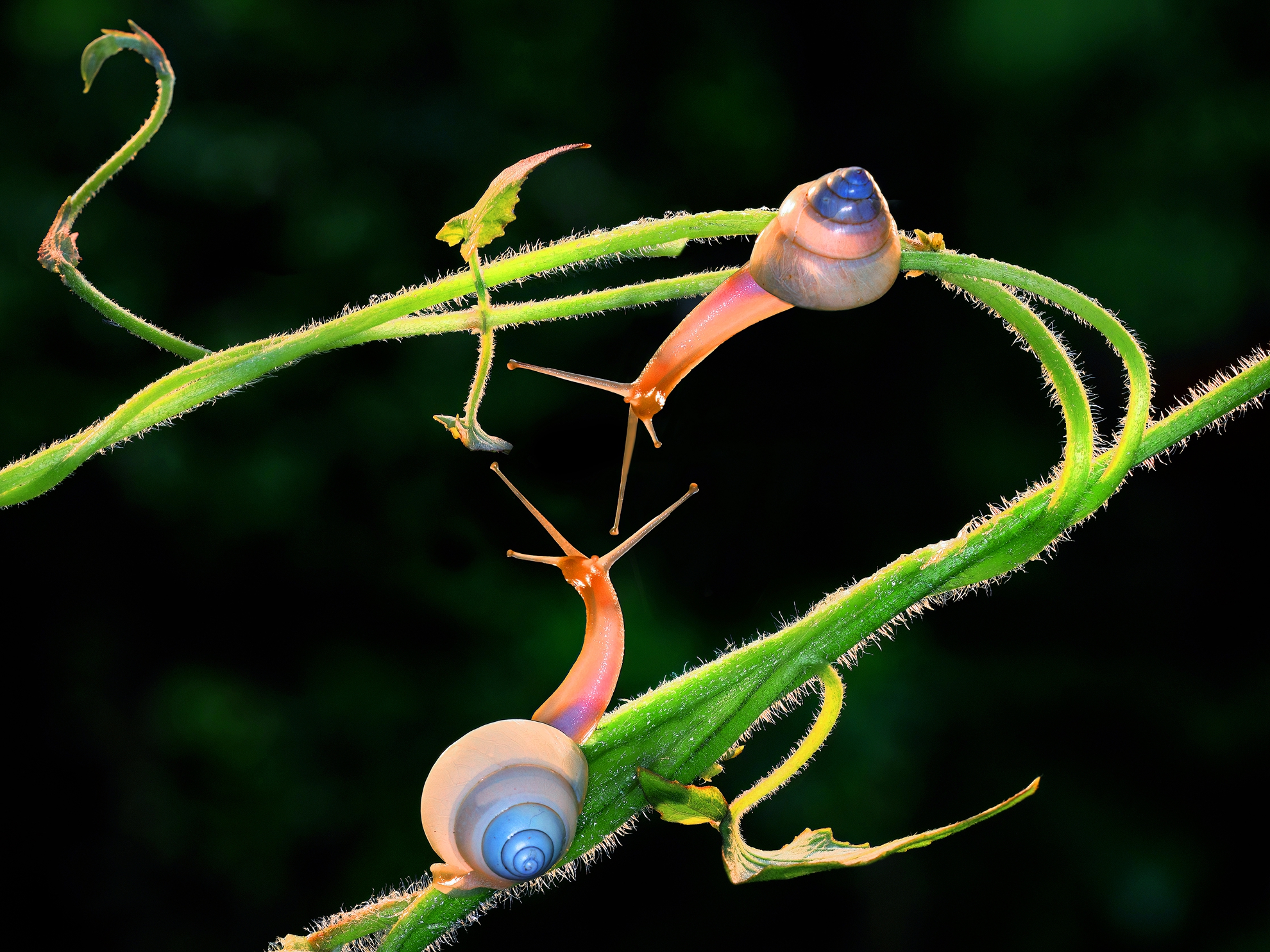 7月-(秋)-入選-陳麗華-哈囉,你好2