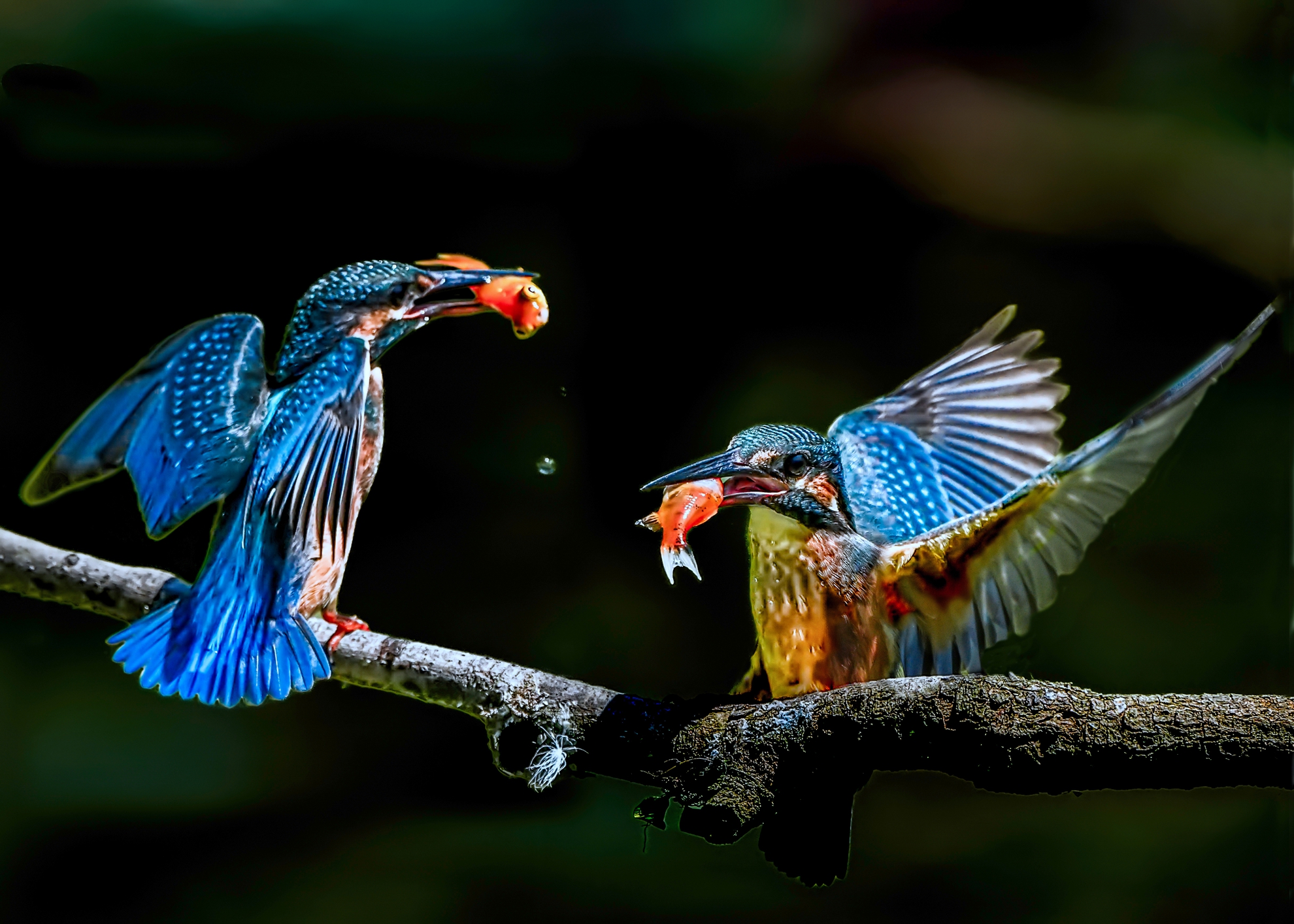 10月-(秋)-入選-張坤柏-翠鳥