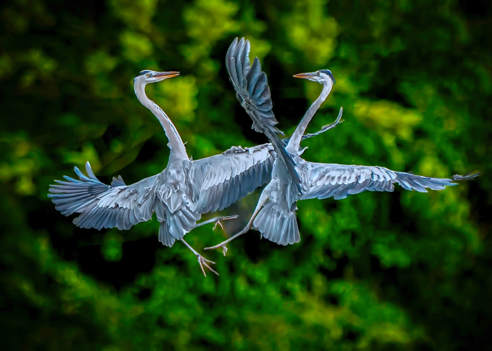 12月-(秋)-入選-張坤柏-蒼鷺共舞_