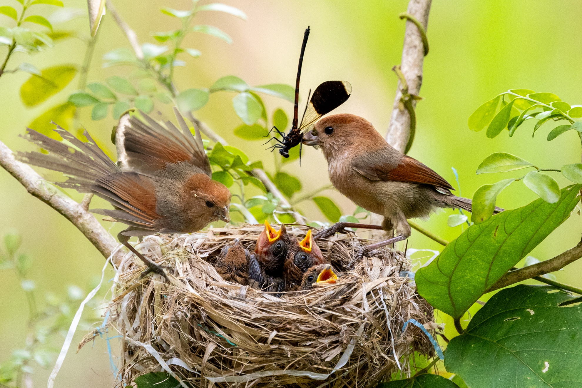 1月-(春)-佳作-陳安儀-親鳥護雛羽愛