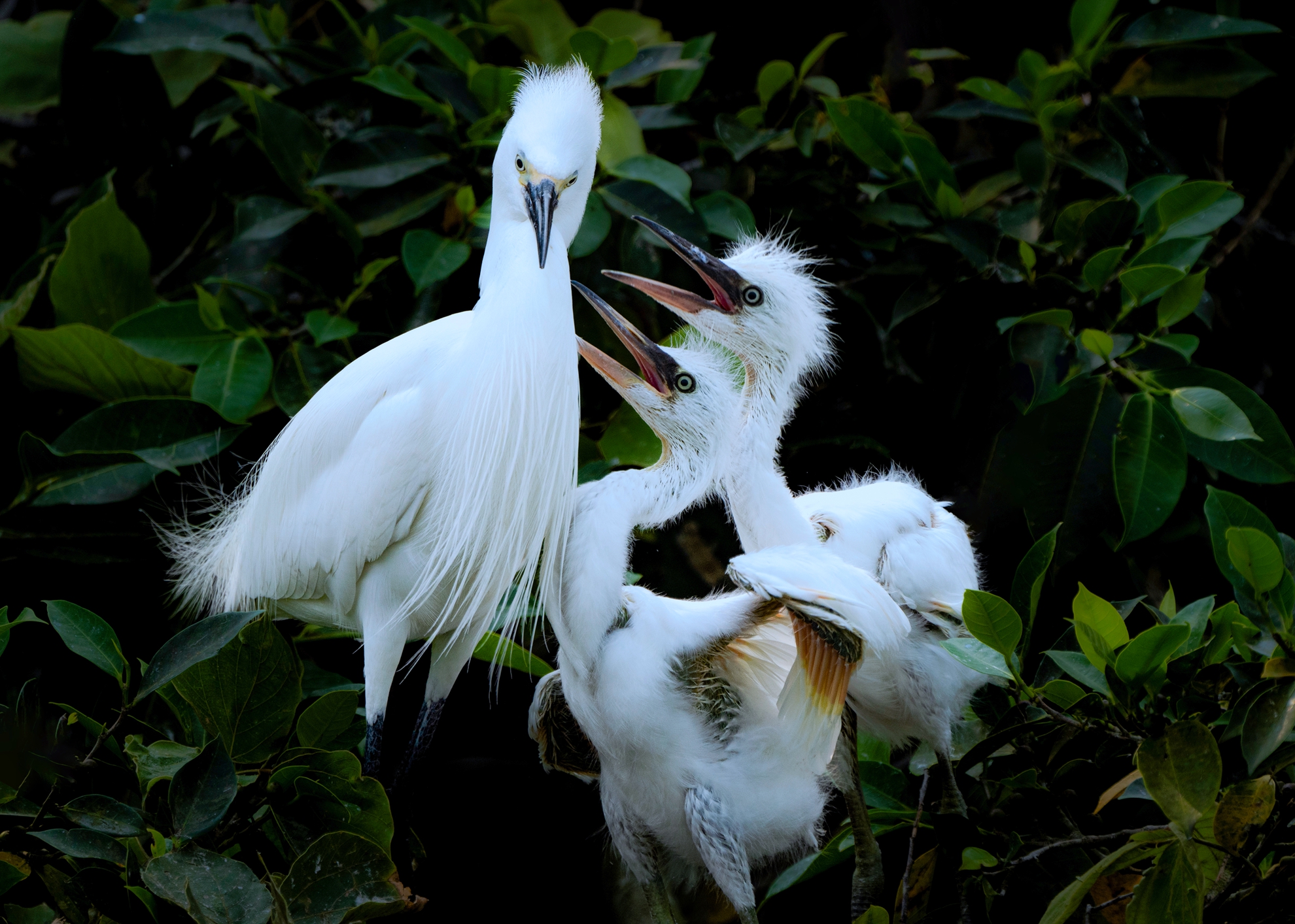 1月-(秋)-入選-張坤柏-白鷺哺雛