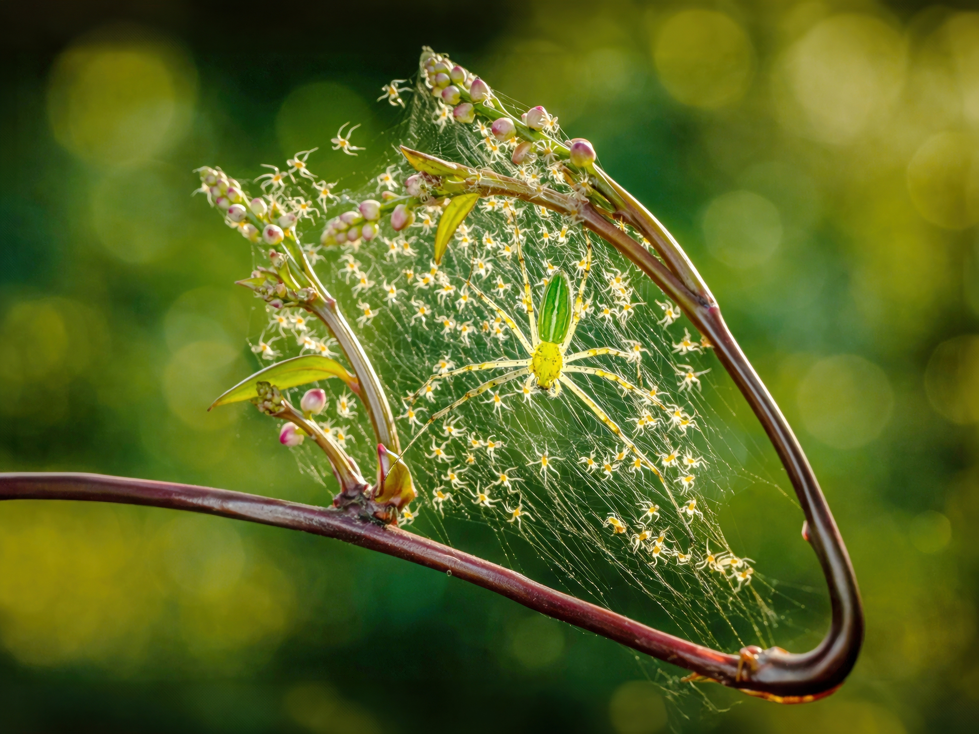 2月-(春)-佳作-姚國山-織夢綠貓蛛